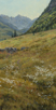 Thistles and Daisies-East Vail  30 x 15